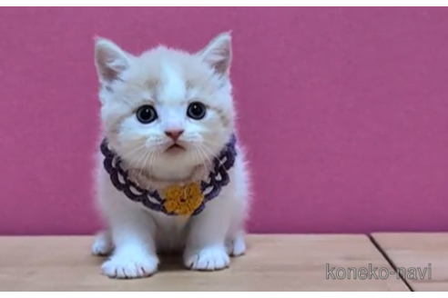 成約済の東京都のブリティッシュショートヘア-105732の3枚目